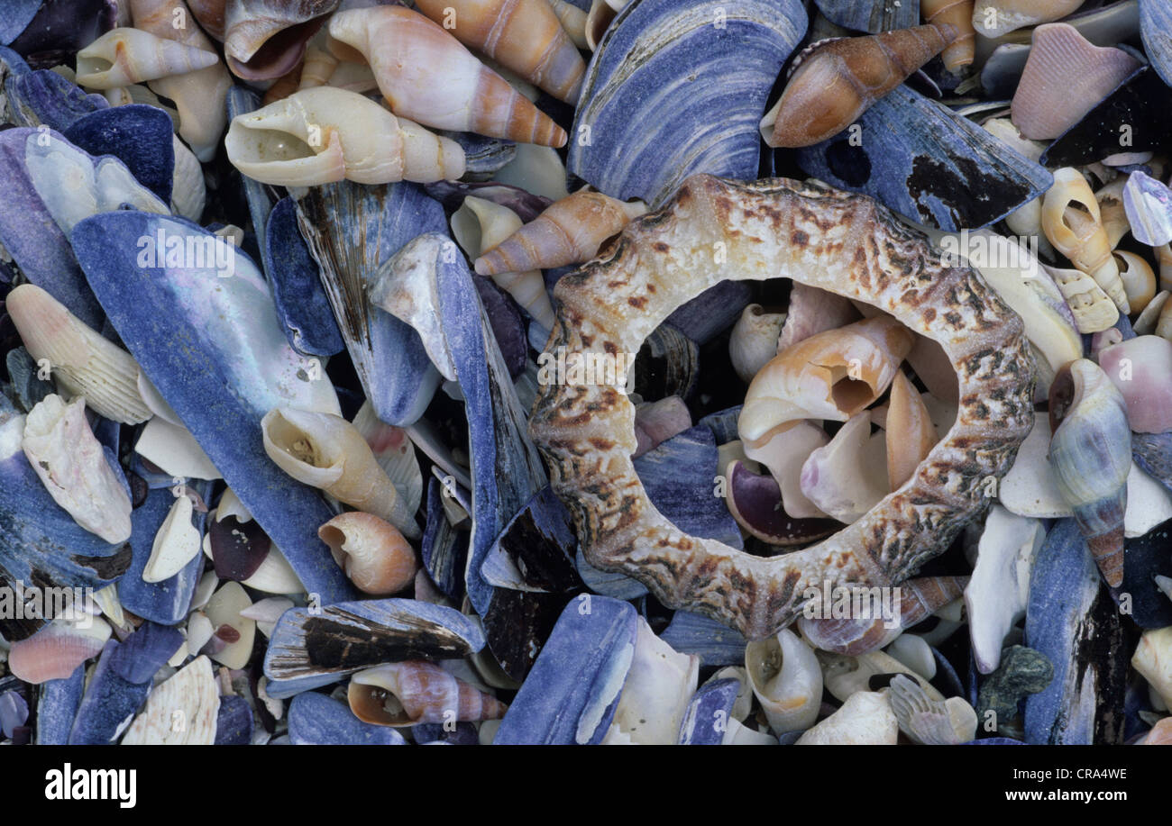 Shells africa hires stock photography and images Alamy