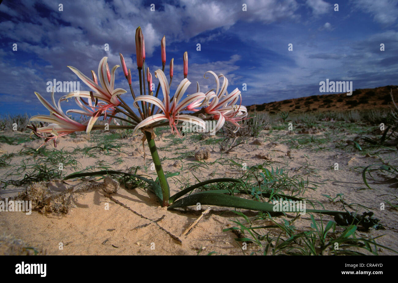 Kalahari scene, Vlei Lily (Nerina laticoma), in flower after first summer rain, Kgalagadi Transfrontier Park, South Africa Stock Photo