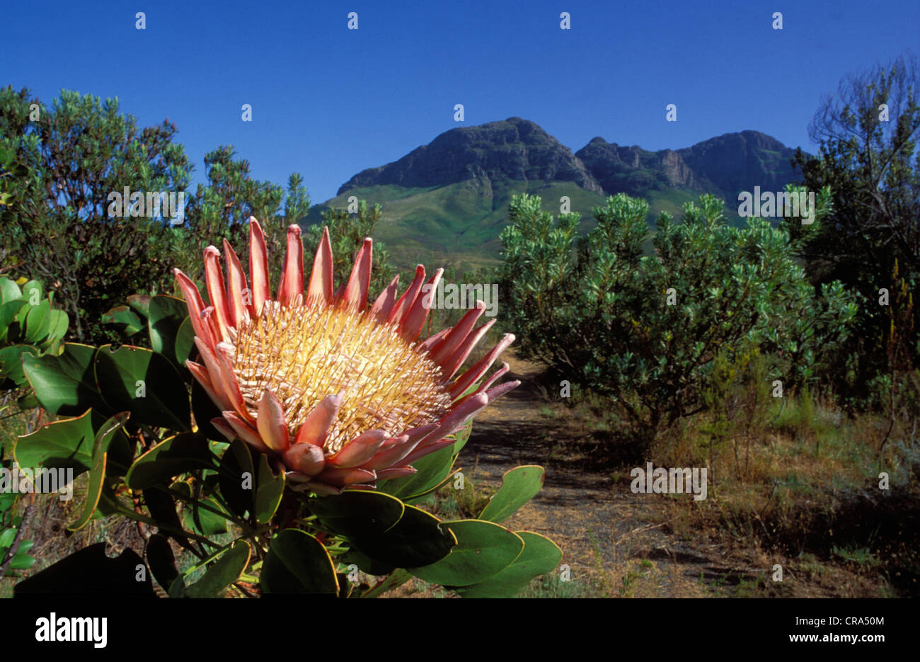 King Protea (Protea cynaroides), in endangered fynbos habitat, Helderberg Nature Reserve, near Cape Town, Western Cape Stock Photo
