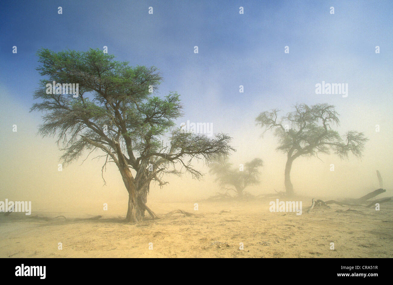 Kgalagadi Transfrontier Park, camelthorn and sandstorm, Kalahari, Northern Cape, South Africa, Africa Stock Photo