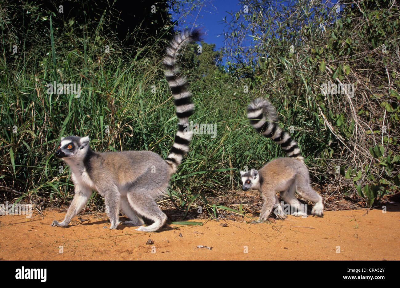 Ringtailed Lemur (Lemur catta), Berenty, Madagascar, Africa Stock Photo