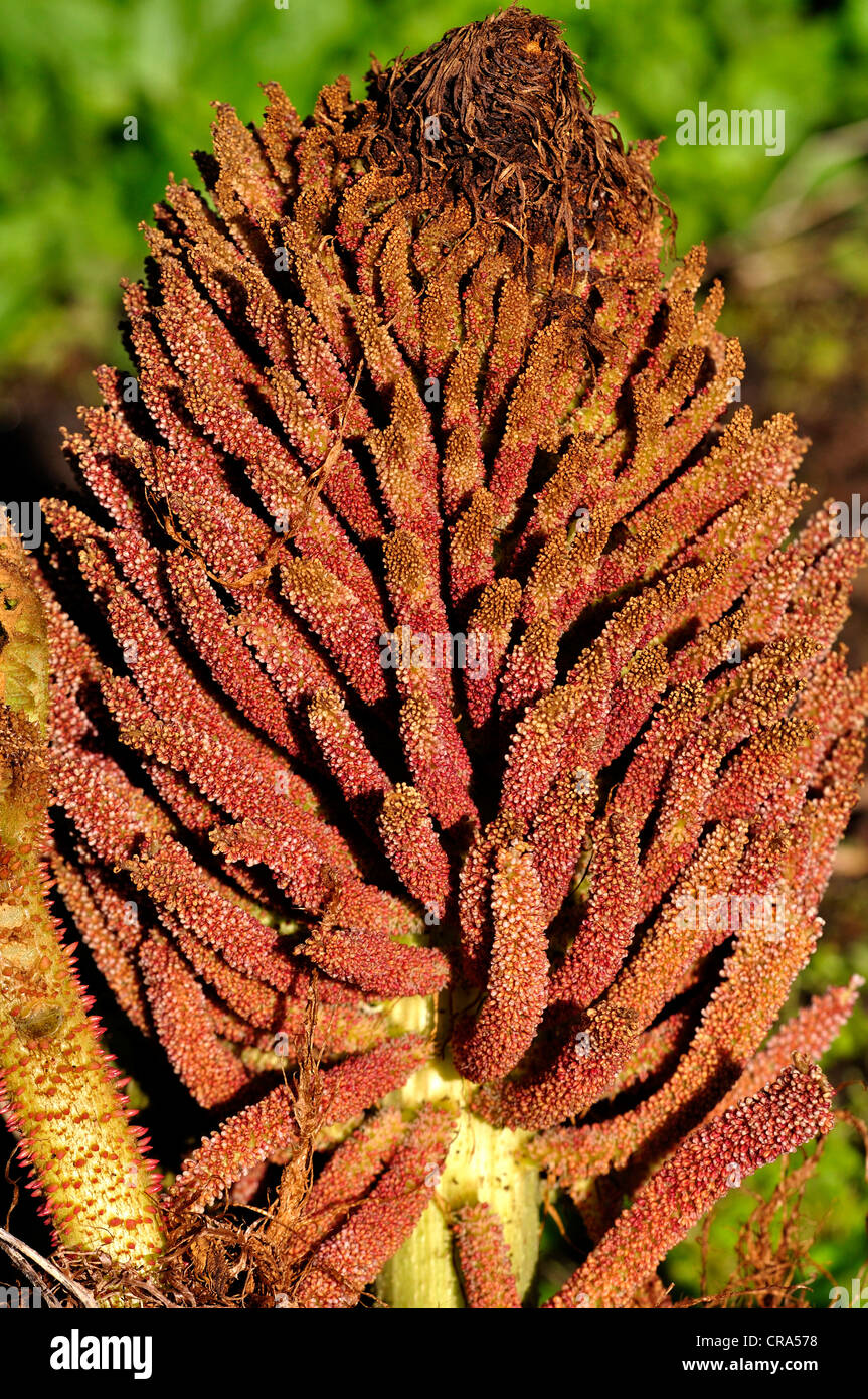 A view of gunnera manicata perennial, the large bog plant UK Stock Photo
