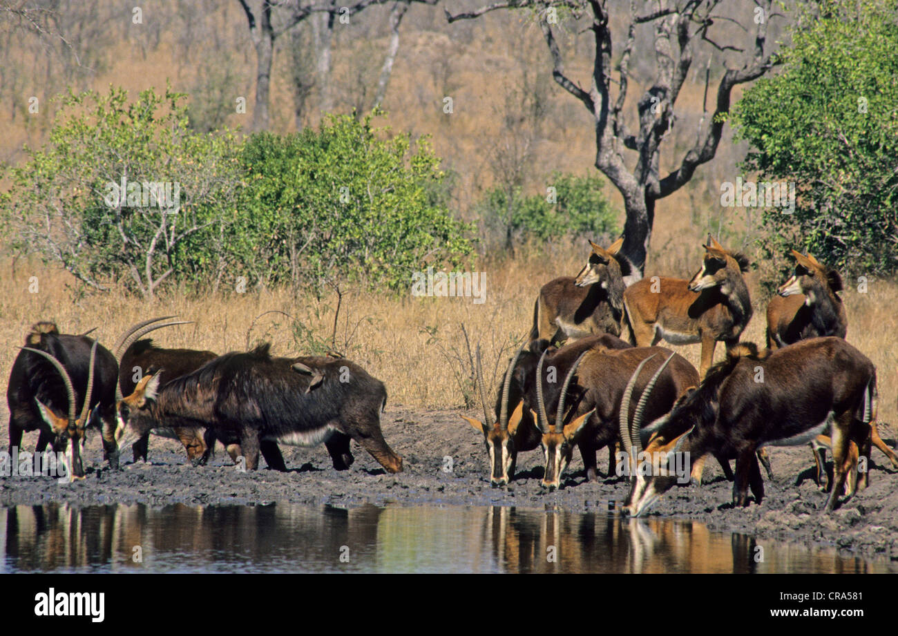 Sable antelope (Hippotragus niger), drinking at waterhole, Kruger National Park, South Africa, Africa Stock Photo