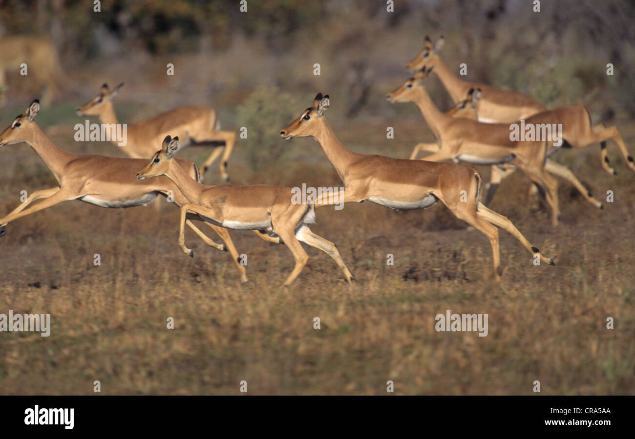 Impala (Aepyceros melampus), herd running from predator, Kruger National Park, South Africa Stock Photo