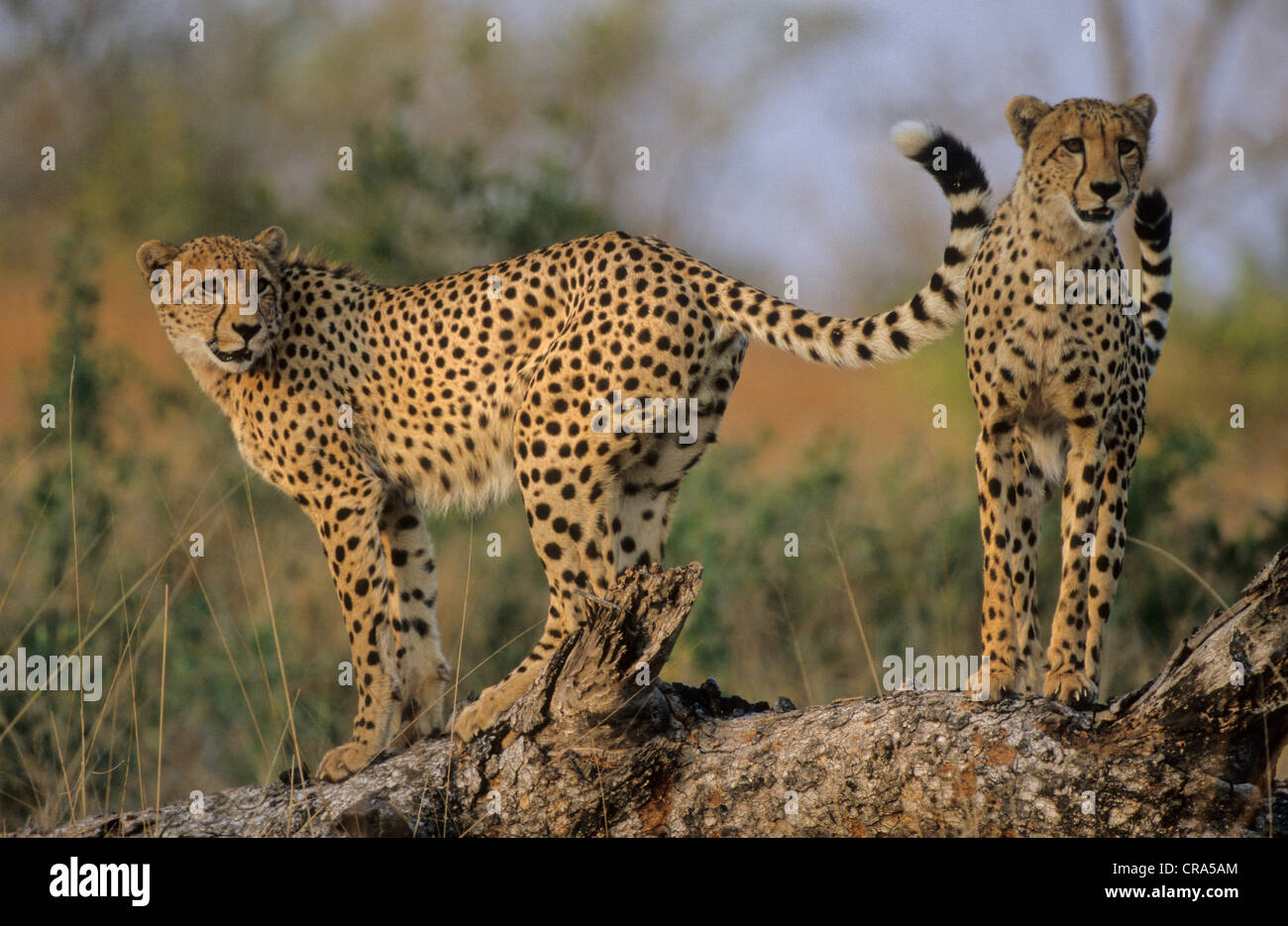 Cheetahs (Acinonyx jubatus), Sabi Sabi, Greater Kruger National Park, South Africa Stock Photo