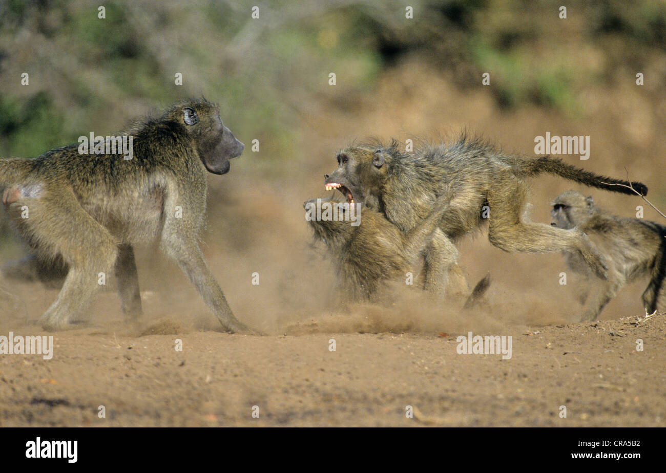 Chacma Baboons (Papio ursinus), troop fighting, Kruger National Park, South Africa Stock Photo
