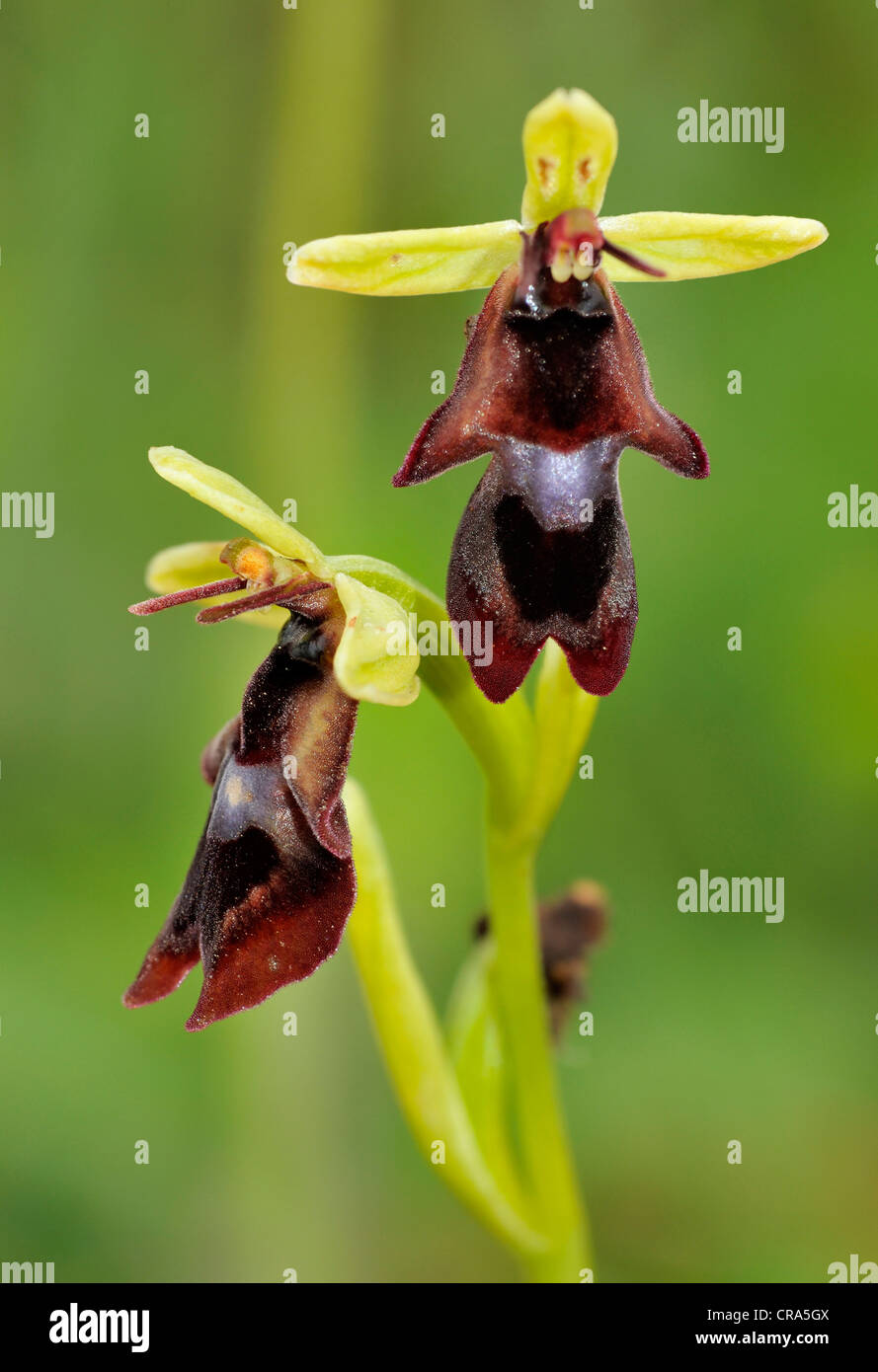 Fly Orchid - Ophrys insectifera Stock Photo