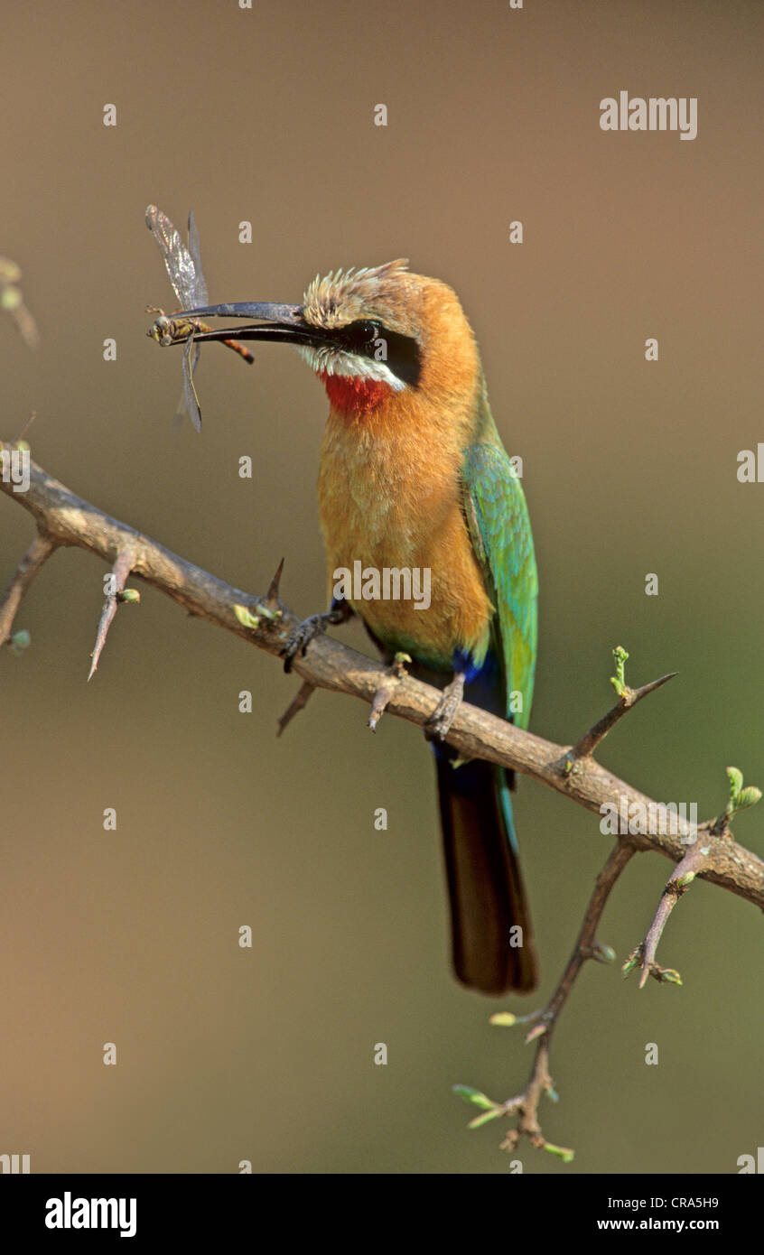 White-fronted Bee-eater (Merops bullockoides), with dragonfly, Kruger National Park, South Africa Stock Photo