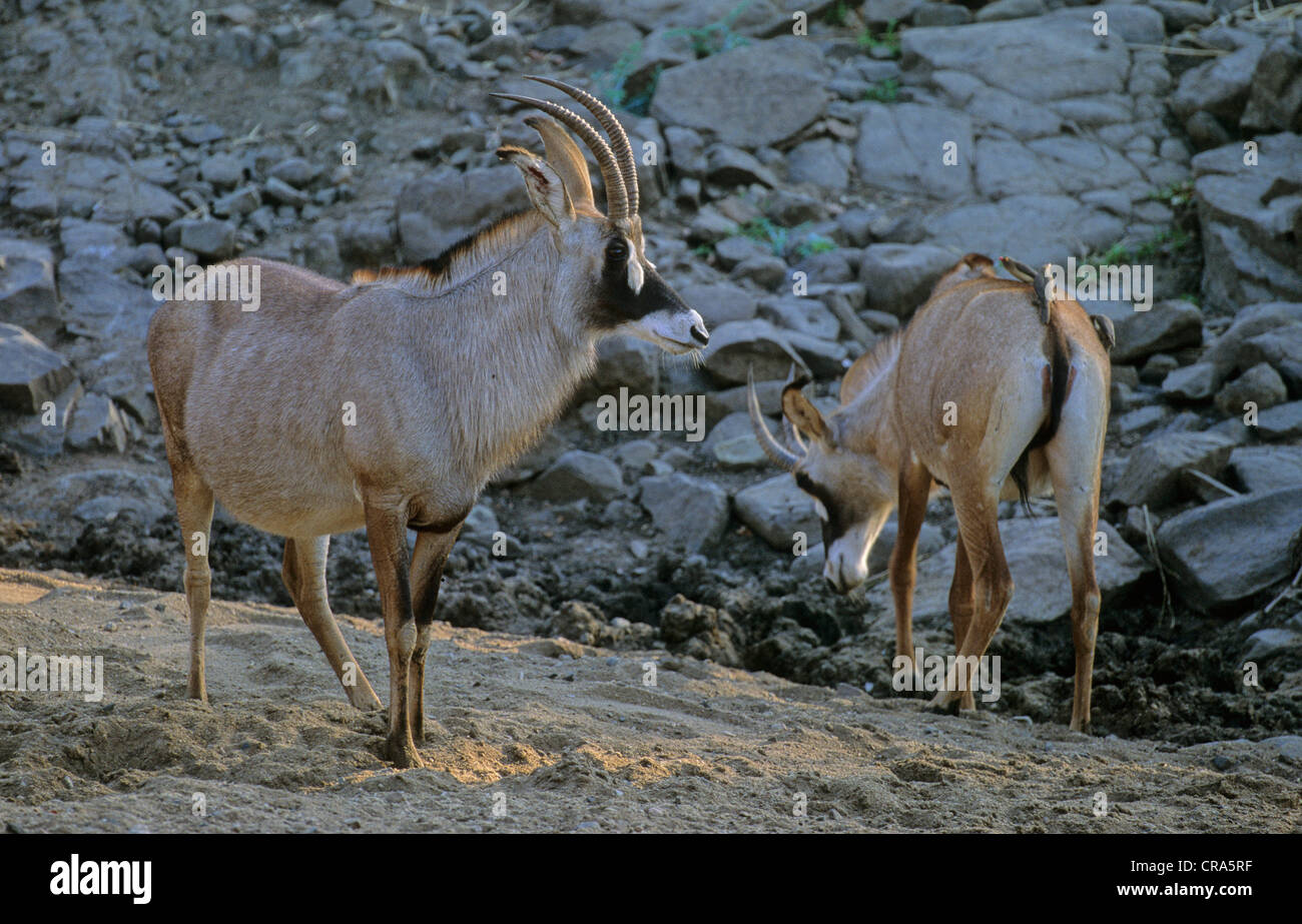 Roan Antelope (Hippotragus equinus), Kruger National Park, South Africa, Africa Stock Photo