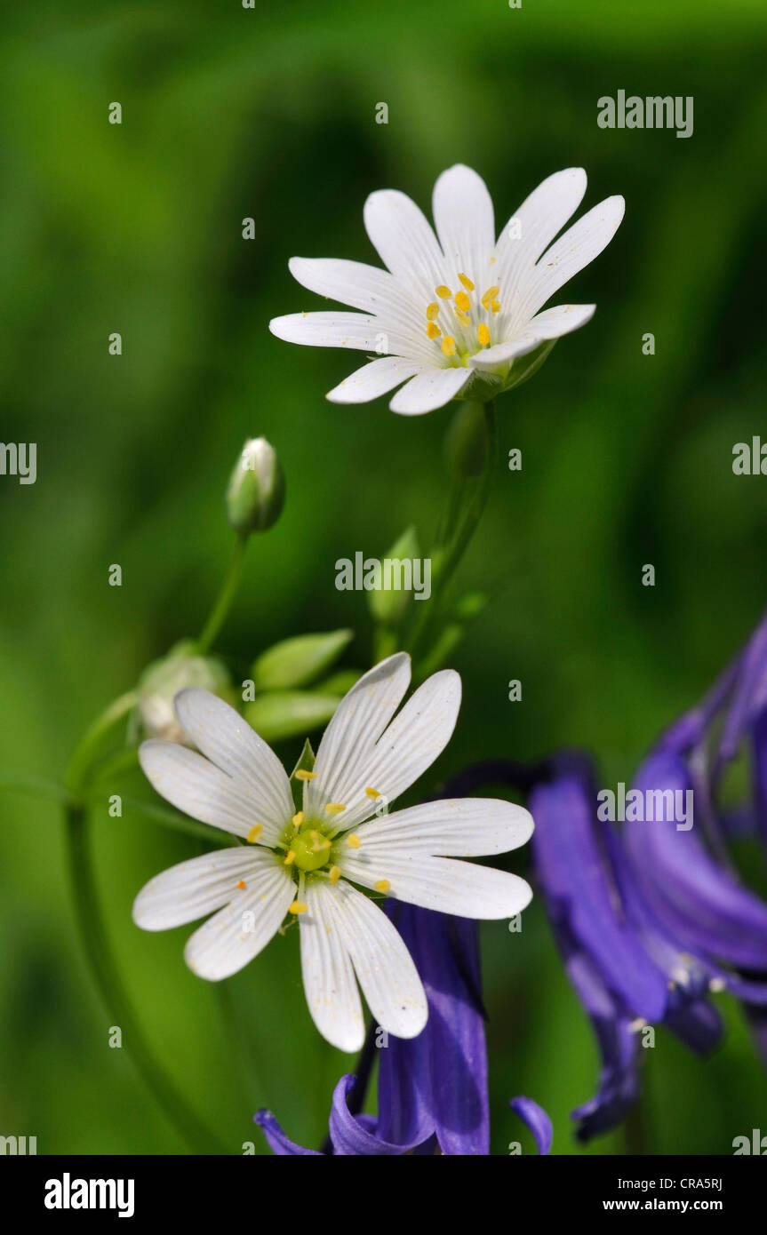 Greater stitchwort with bluebell, spring woodland wild flowers UK Stock Photo