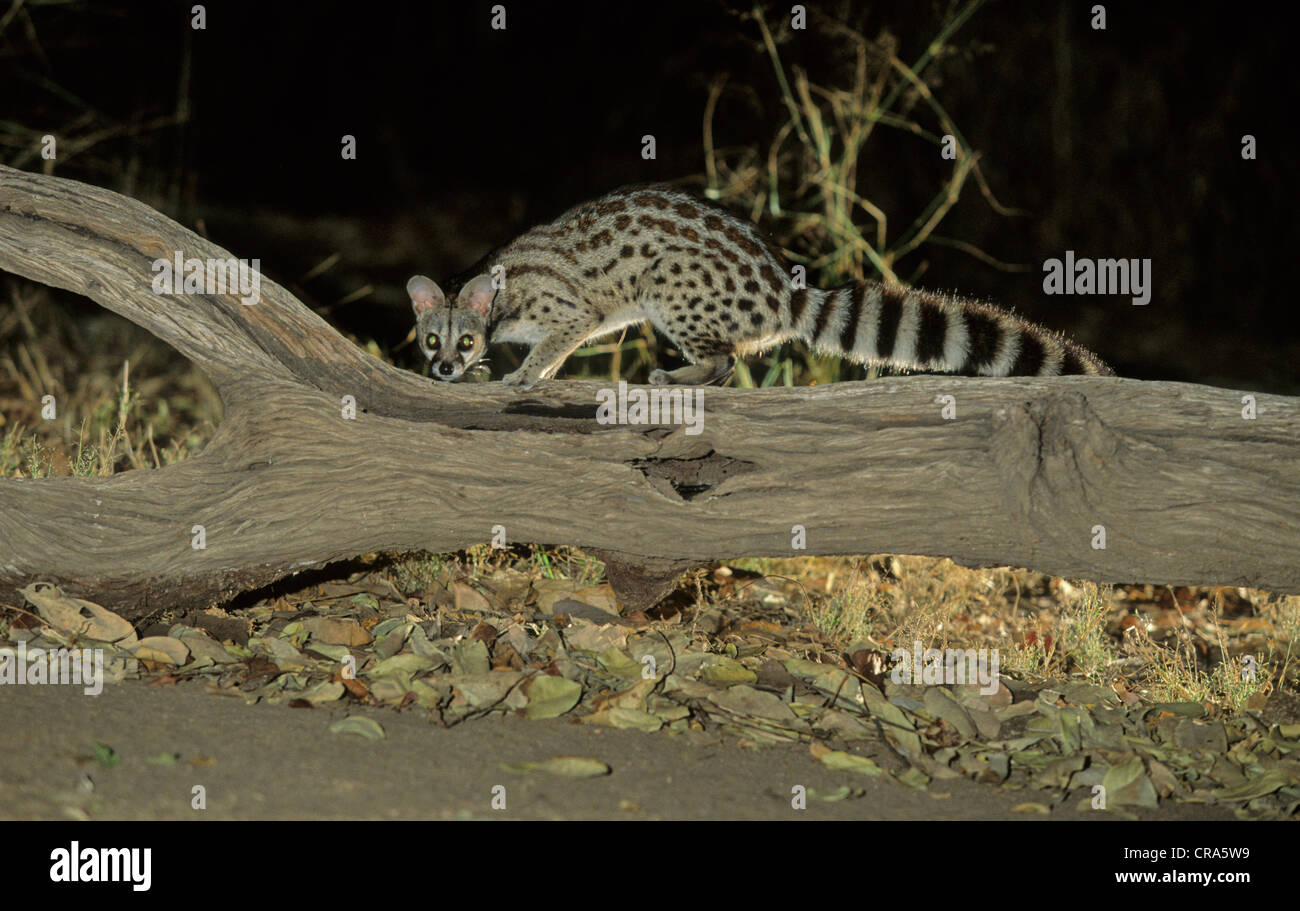 Cape Genet or Large-Spotted Genet (Genetta tigrina), nocturnal species, Kruger National Park, South Africa, Africa Stock Photo