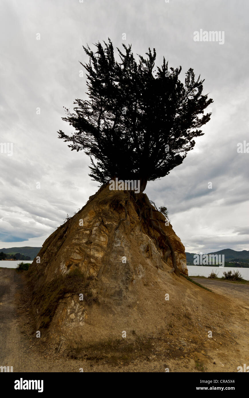 Peninsula Tree Silhouette tree on isolated mound hi-res stock photography and images ...