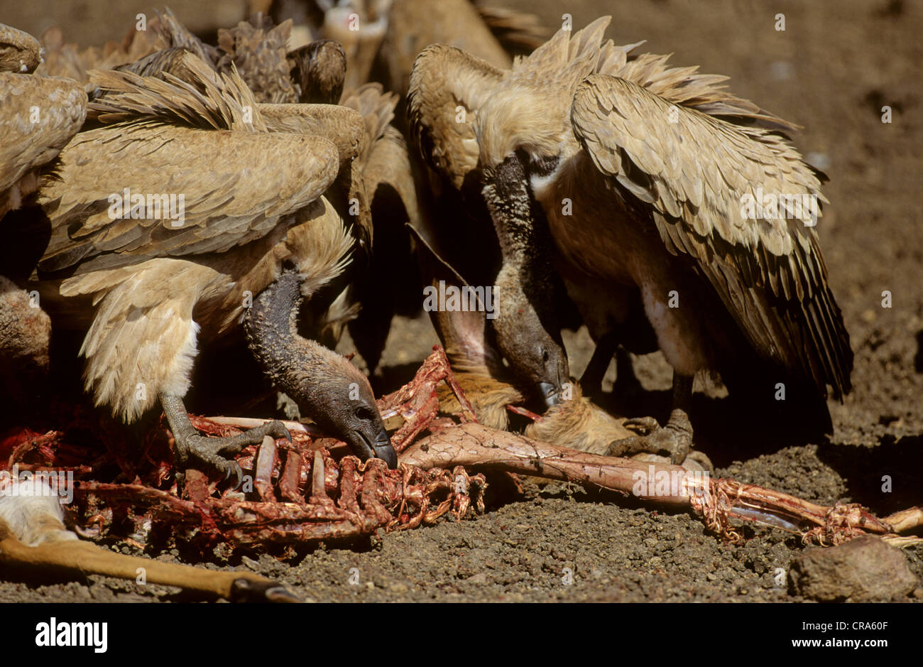 White-backed Vulture (Gyps africanus), feeding on carcass, Mkuze Game Reserve, KwaZulu-Natal, South Africa, Africa Stock Photo