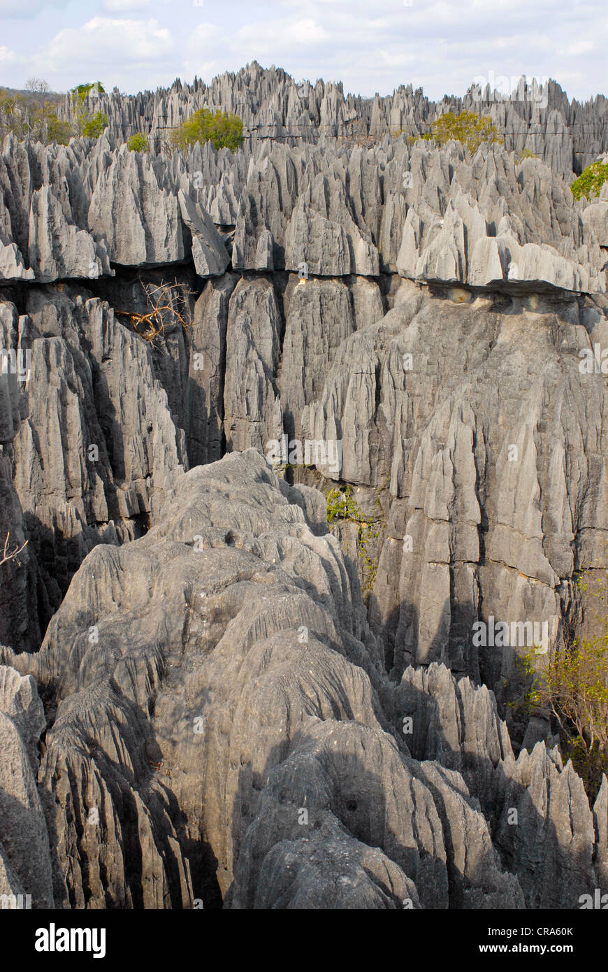 Tsingy stone forest, limestone rock formations, Tsingy de Bemaraha ...