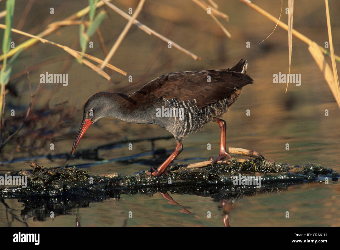 Rallen Marsh habitat hi-res stock photography and images - Alamy