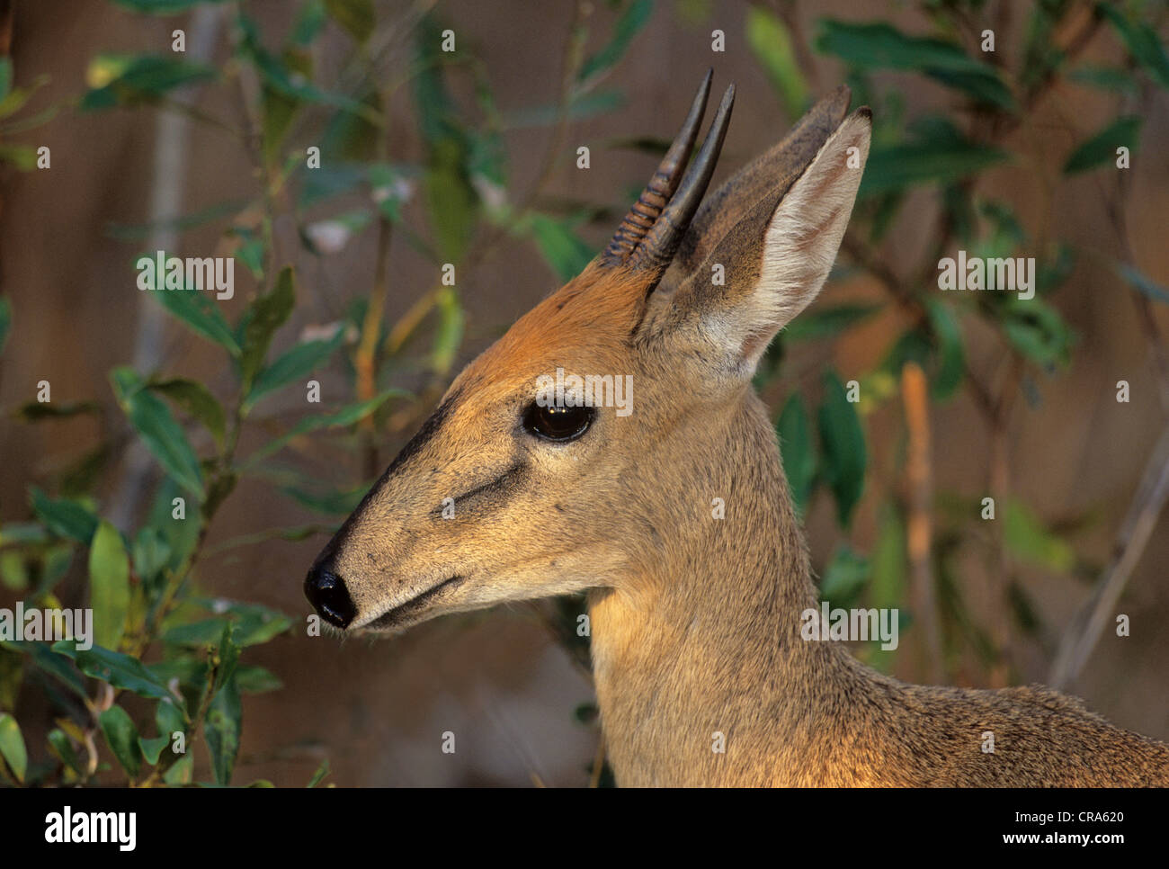 Common Duiker (Sylvicapra grimmia), Kruger National Park, South Africa, Africa Stock Photo