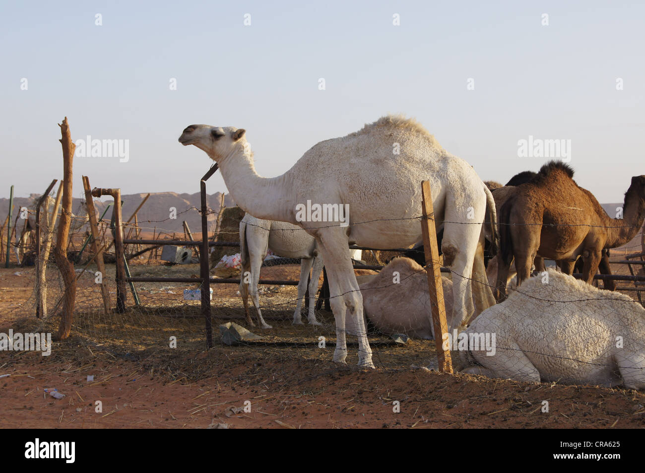Some camels in their pen in the late afternoon sunshine at the Red Sands, Riyadh, Kingdom of Saudi Arabia Stock Photo