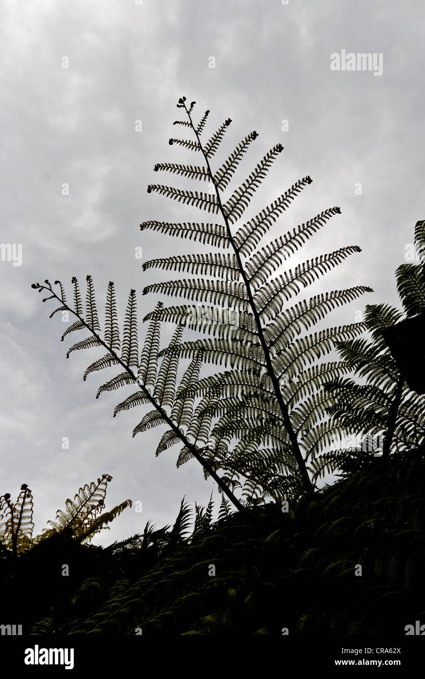 New Zealand Otago Peninsula South Island silhouette fern tree Stock Photo