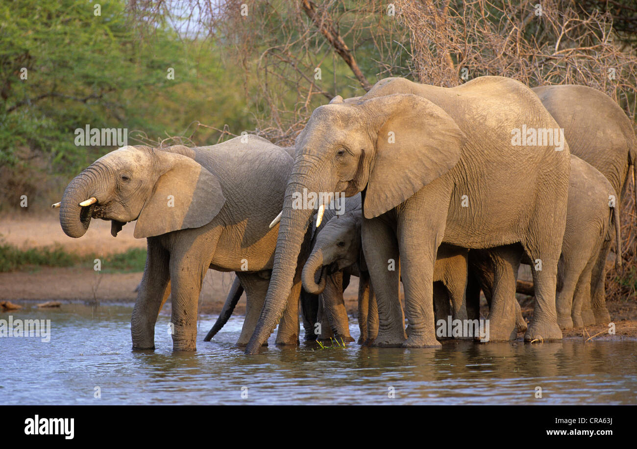 African Elephant (Loxodonta africana), herd drinking at waterhole, Kruger National Park, South Africa, Africa Stock Photo