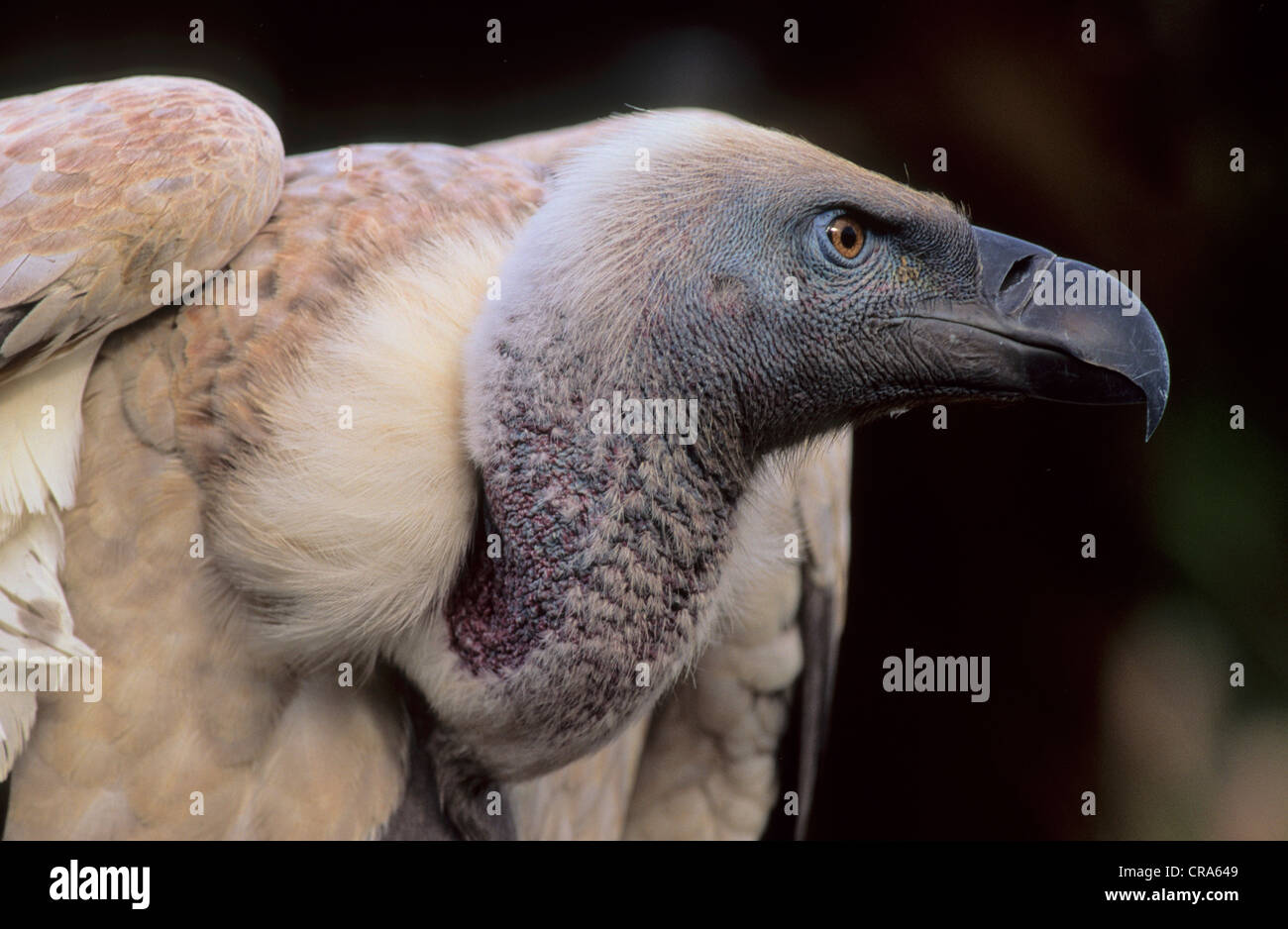 Cape Vulture (Gyps coprotheres), endangered species, KwaZulu-Natal, South Africa, Africa Stock Photo