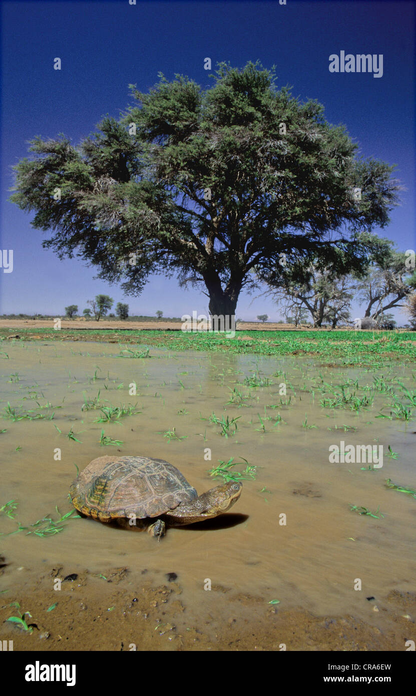 African helmeted turtle or Marsh terrapin (Pelomedusa subrufa), Kgalagadi Transfrontier Park, Kalahari, South Africa, Africa Stock Photo
