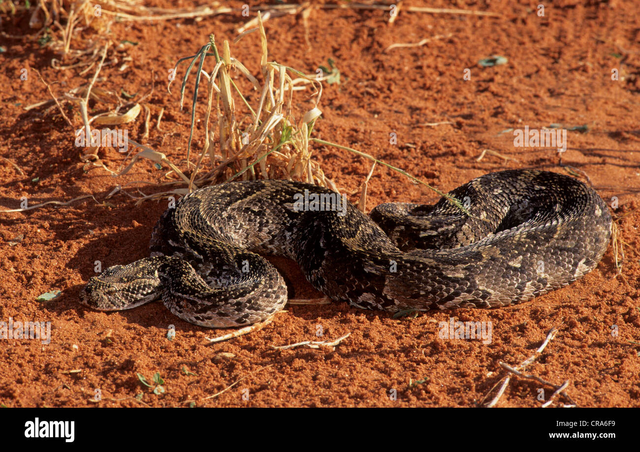 Puff Adder (Bitis arietans), Kgalagadi Transfrontier Park, Kalahari, South Africa, Africa Stock Photo