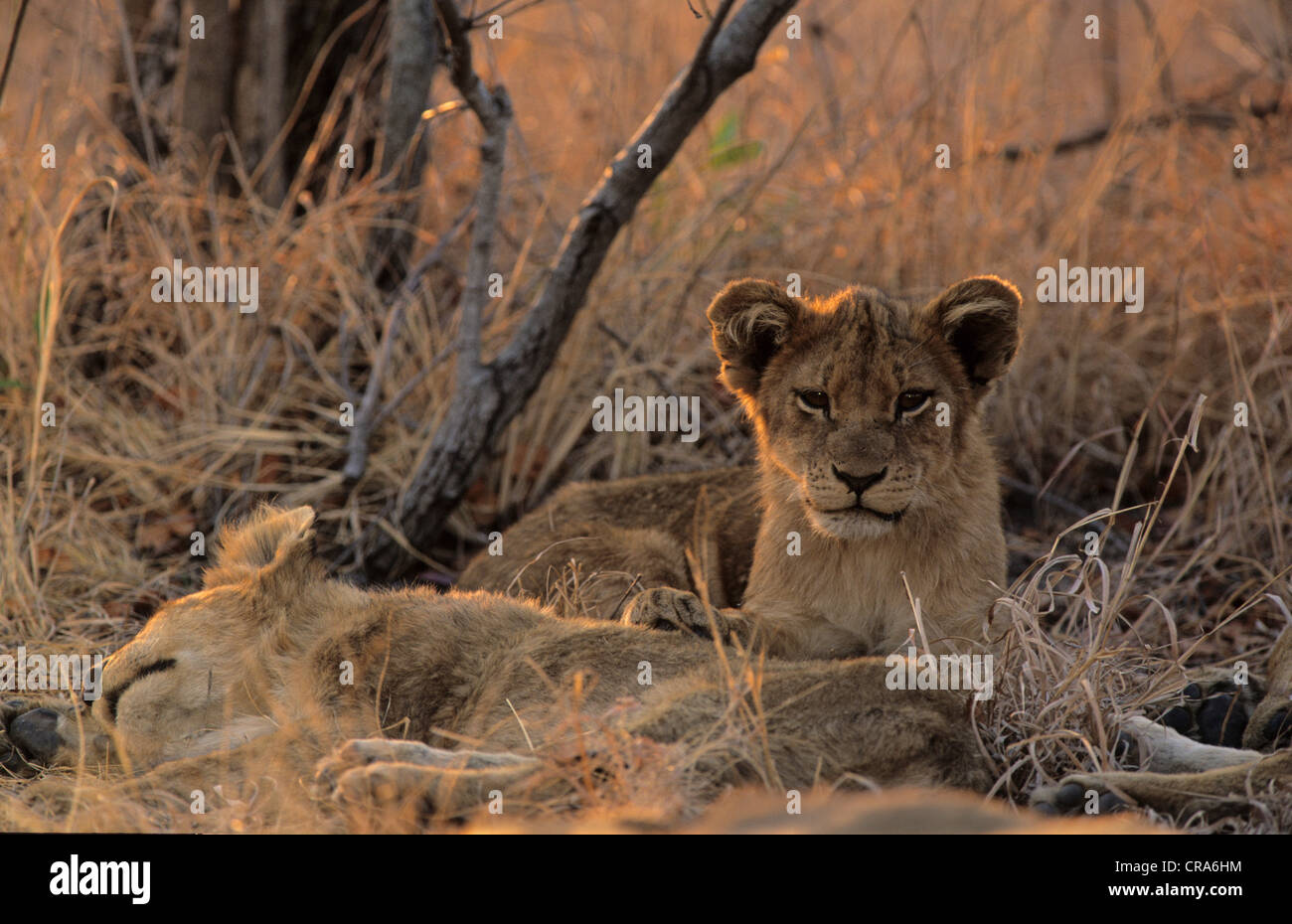 Lion (Panthera leo), cubs, Sabi Sabi, Greater Kruger National Park, South Africa, Africa Stock Photo