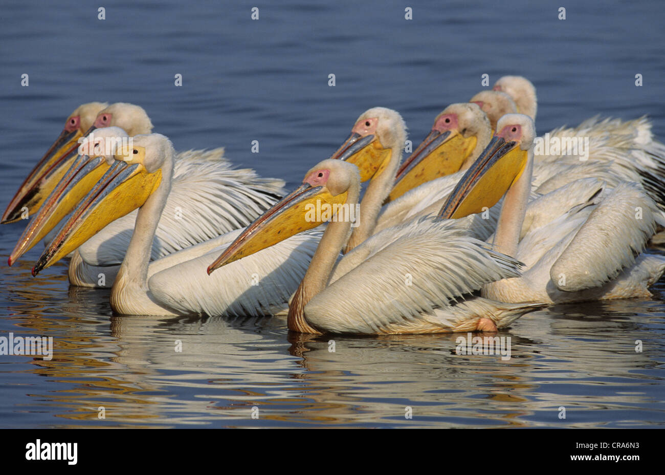 Great White Pelican (Pelecanus onocrotalus), flock, Mkuze Game Reserve