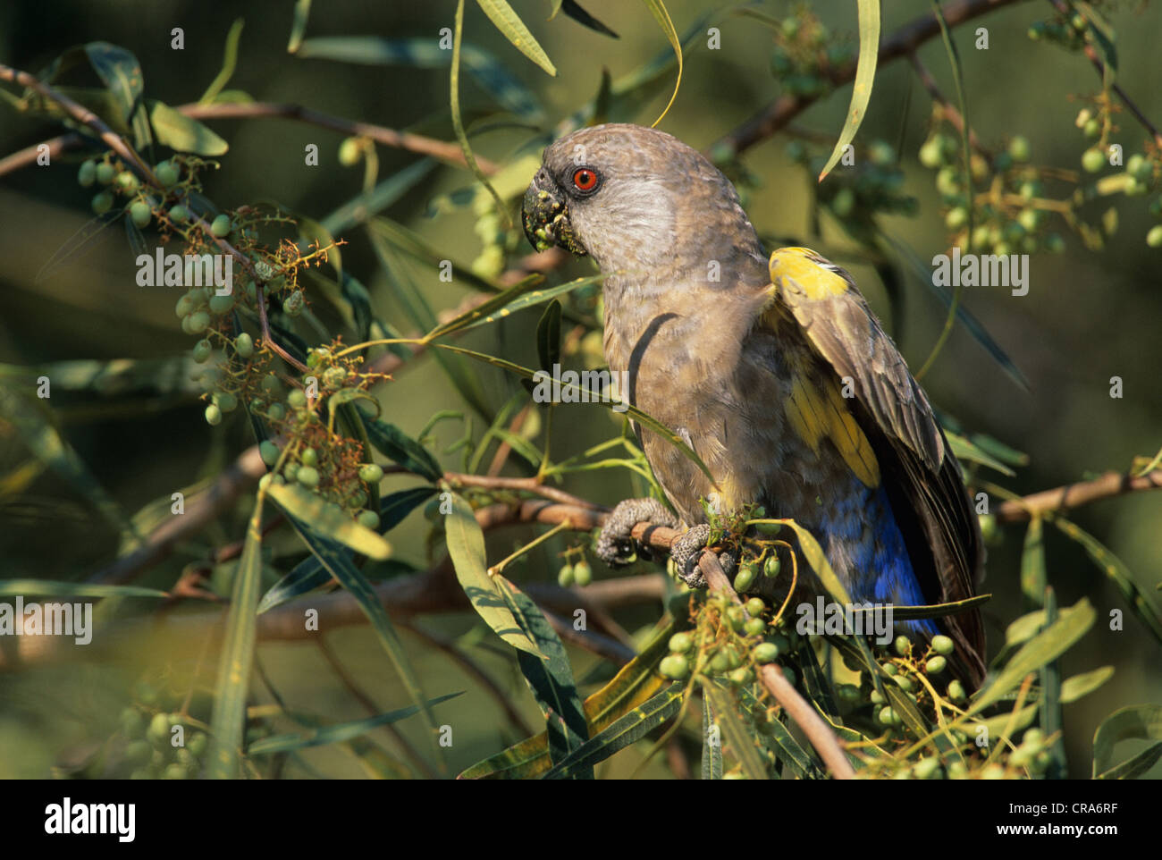 Ruppell's Parrot (Poicephalus rueppellii), Waterberg Biosphere Reserve, Namibia, Africa Stock Photo