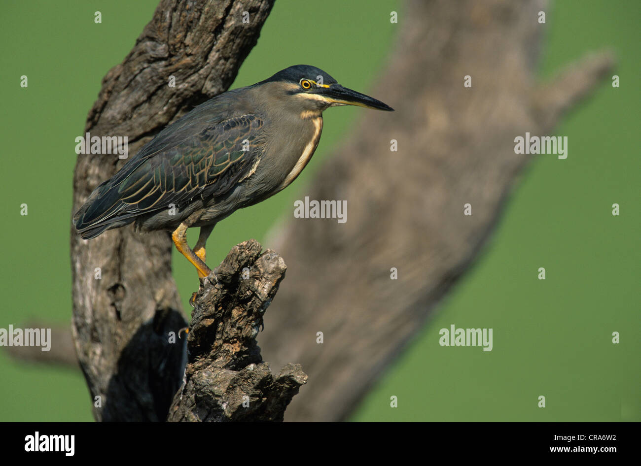 Striated Heron or Greenbacked Heron (Butorides striatus), Kruger National Park, South Africa, Africa Stock Photo