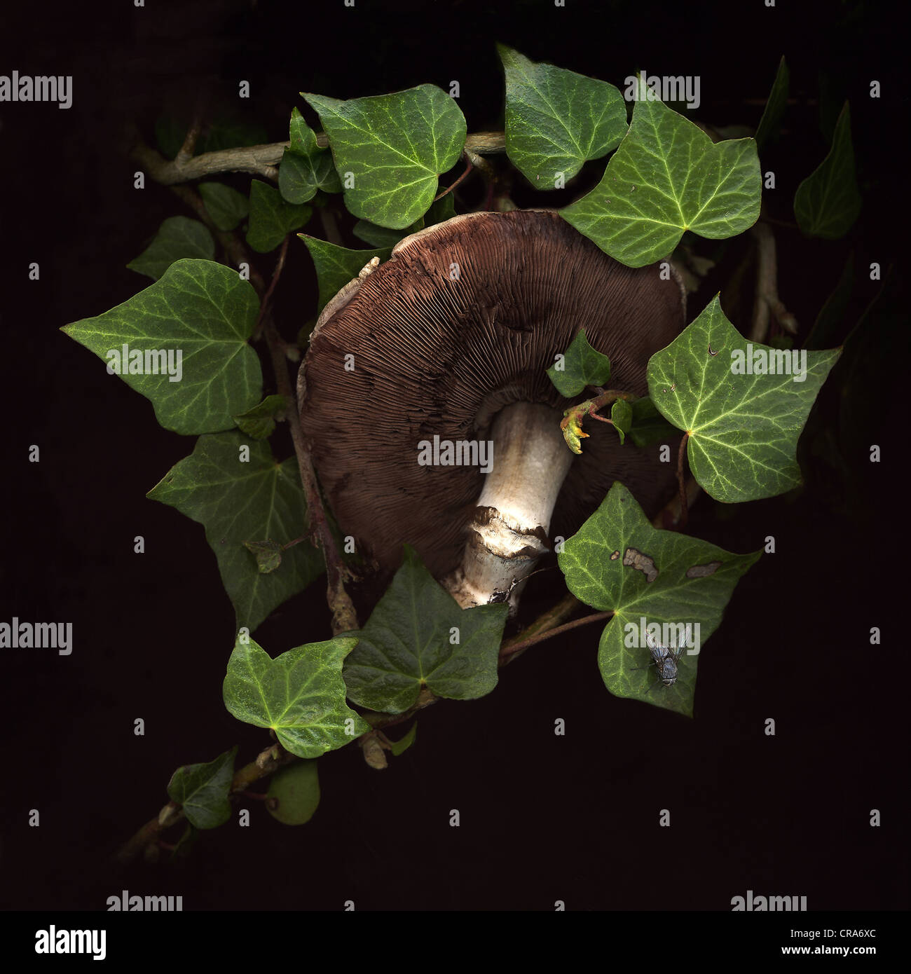 Chestnut mushroom Stock Photo - Alamy