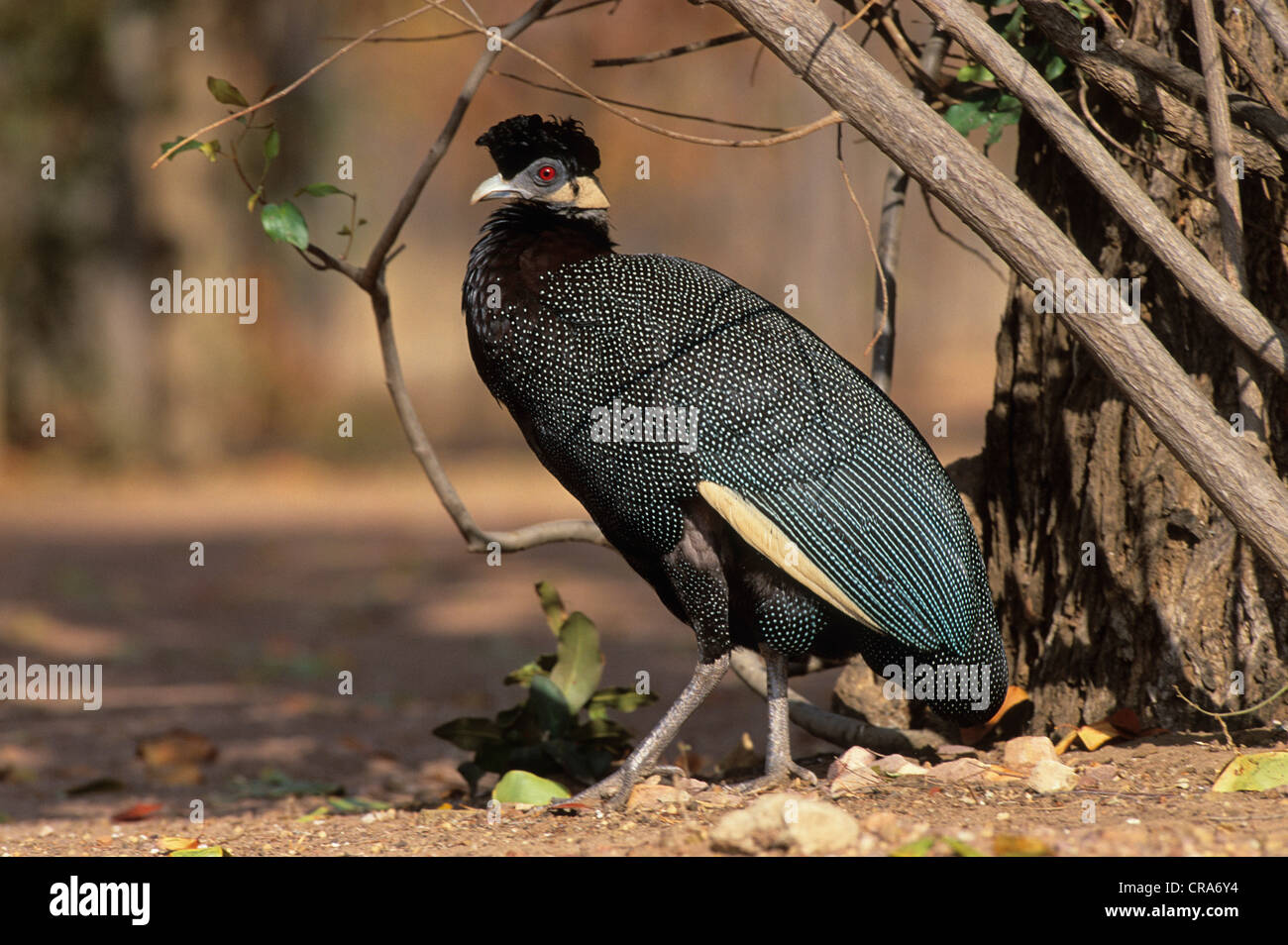 Crested Guineafowl (Guttera pucherani), Kruger National Park, South Africa, Africa Stock Photo