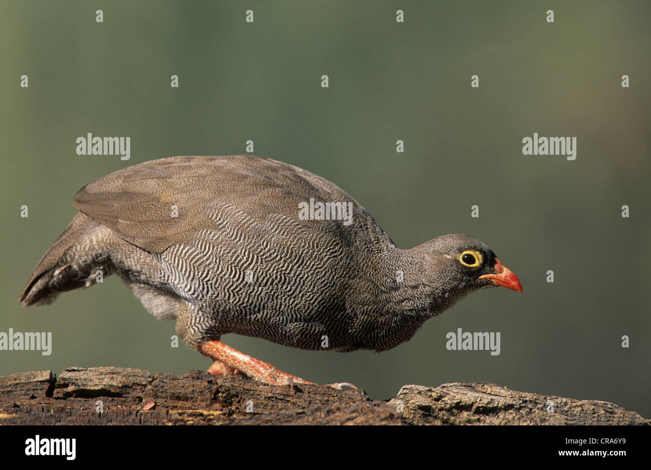 Redbilled Francolin (Pternistis adspersus), Kaokoland, Namibia, Africa