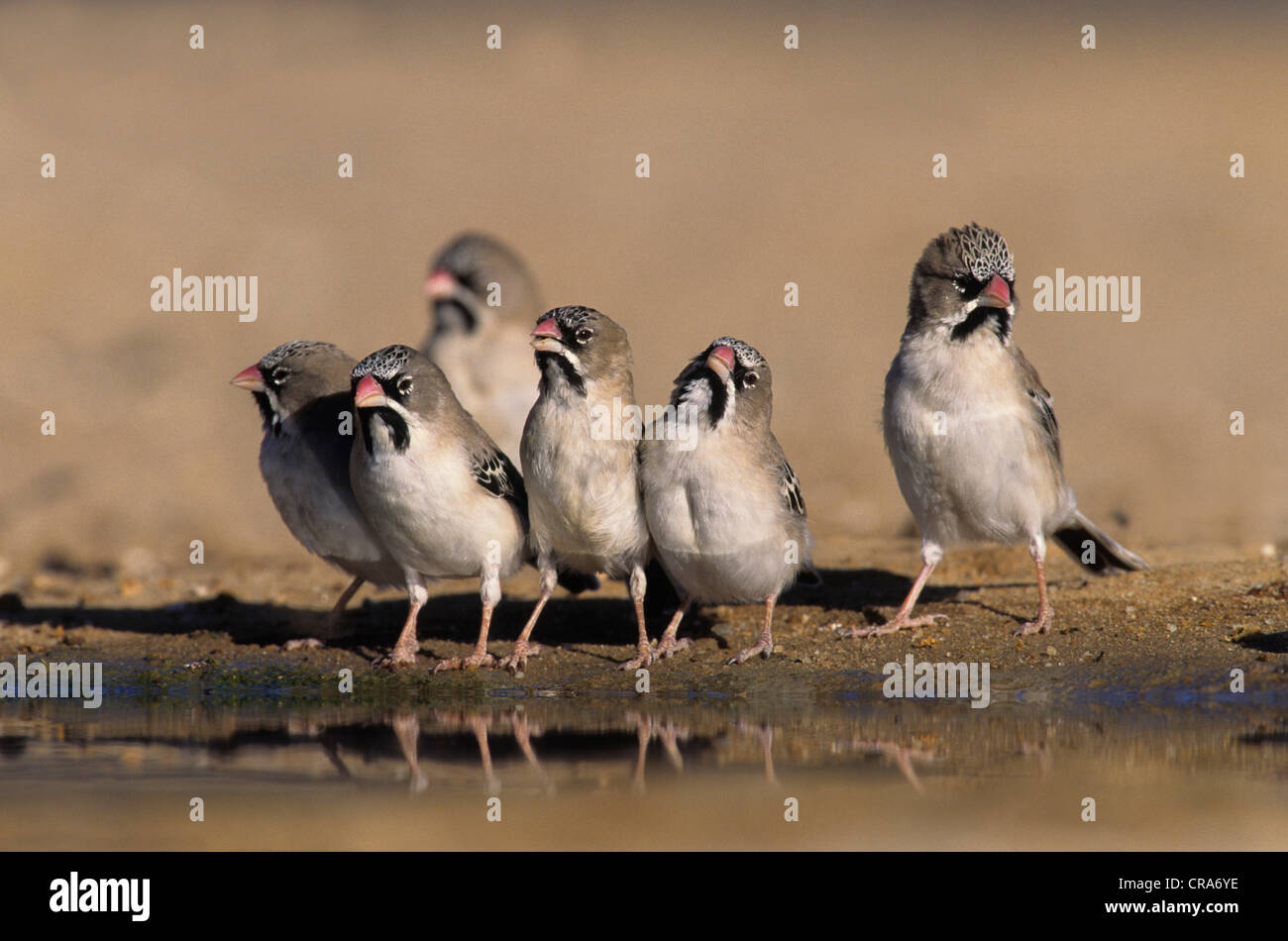 Scaly Weaver or Scaly-feathered Finch, (Sporopipes squamifrons), Kgalagadi Transfrontier Park, Kalahari, South Africa, Africa Stock Photo