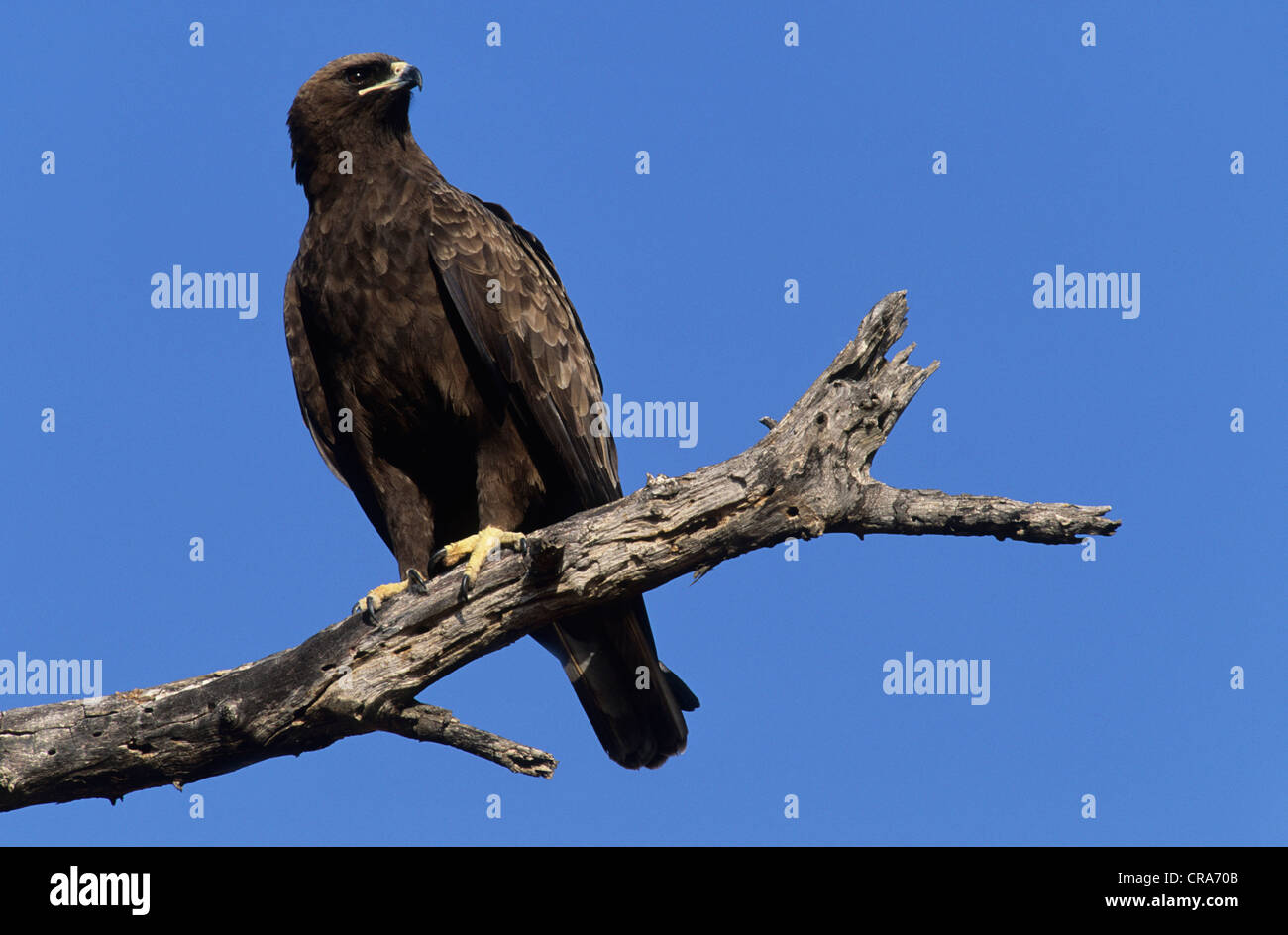 Wahlberg's Eagle (Aquila wahlbergi), Kruger National Park, South Africa, Africa Stock Photo