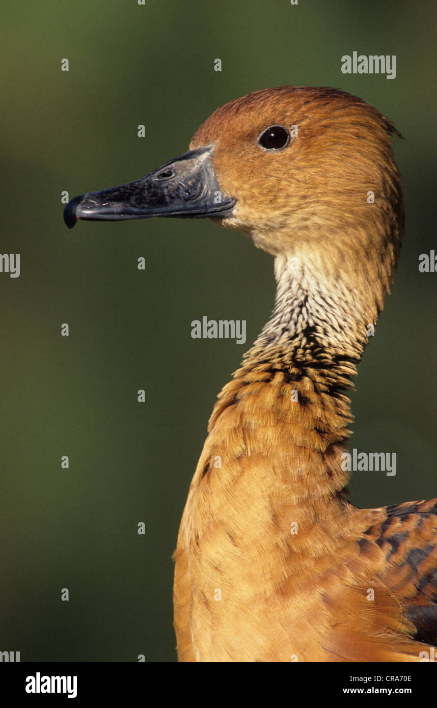 Fulvous Whistling Duck (Dendrocygna bicolor), KwaZulu-Natal, South Africa, Africa Stock Photo