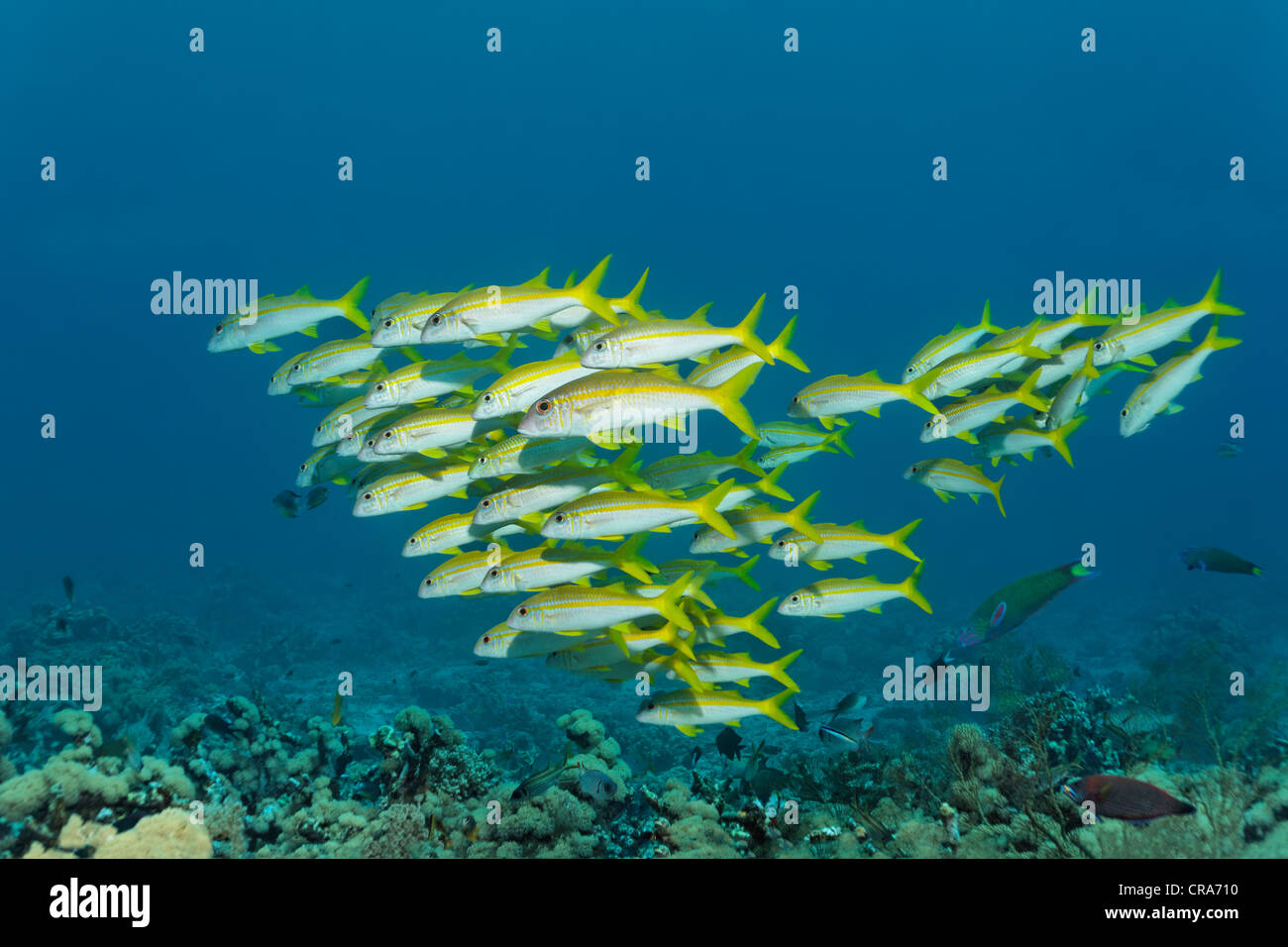 School of Yellowfin Goatfish (Mulloidichthys vanicolensis) swimming above coral reef, Great Barrier Reef Stock Photo