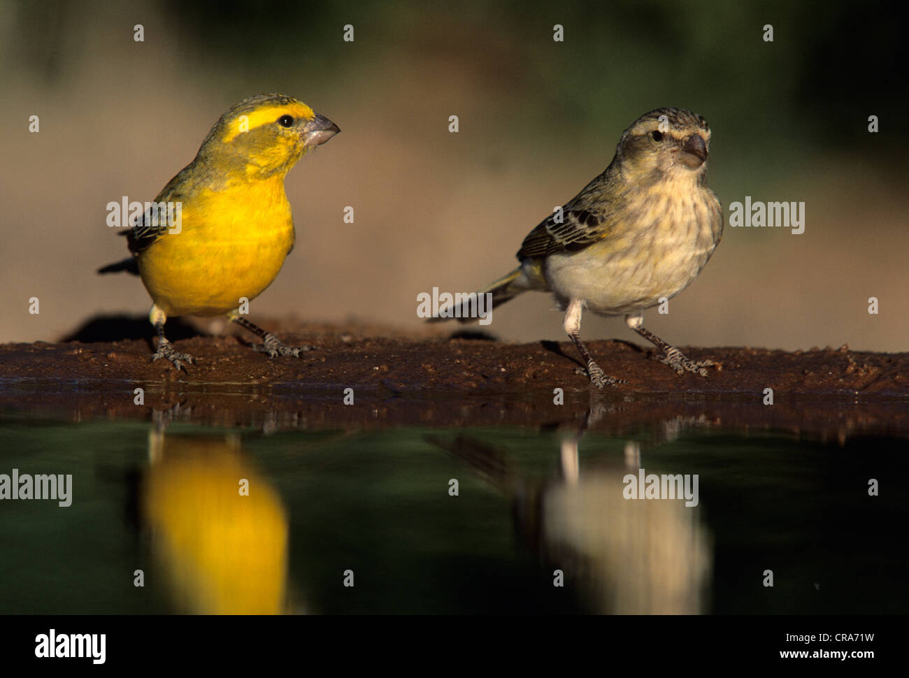 Yellow Canary (Serinus flaviventris), male and female, Kgalagadi