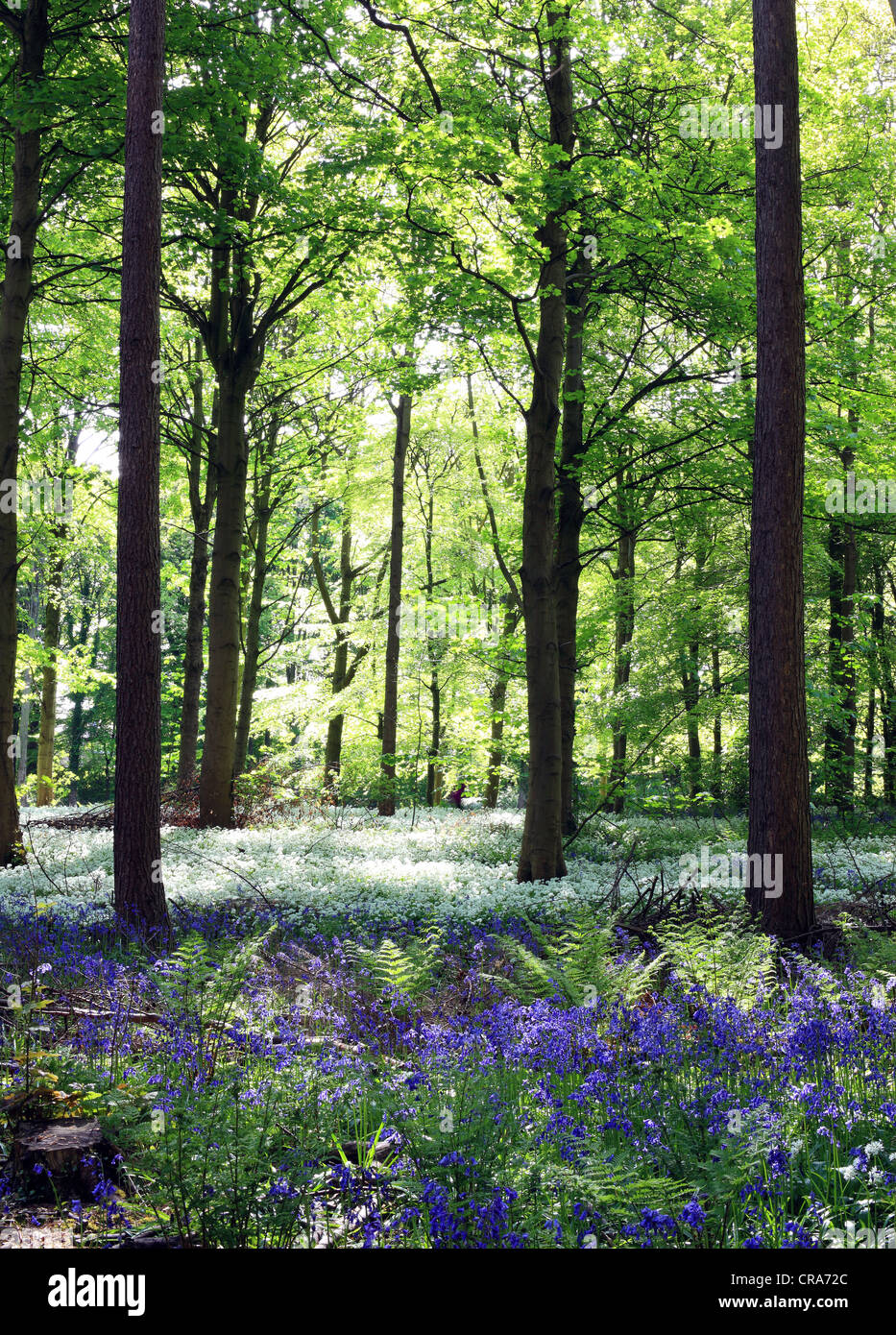 This image of Dalkeith Country Park near Edinburgh, Scotland shows an old woodland with native bluebells and wild garlic. Stock Photo