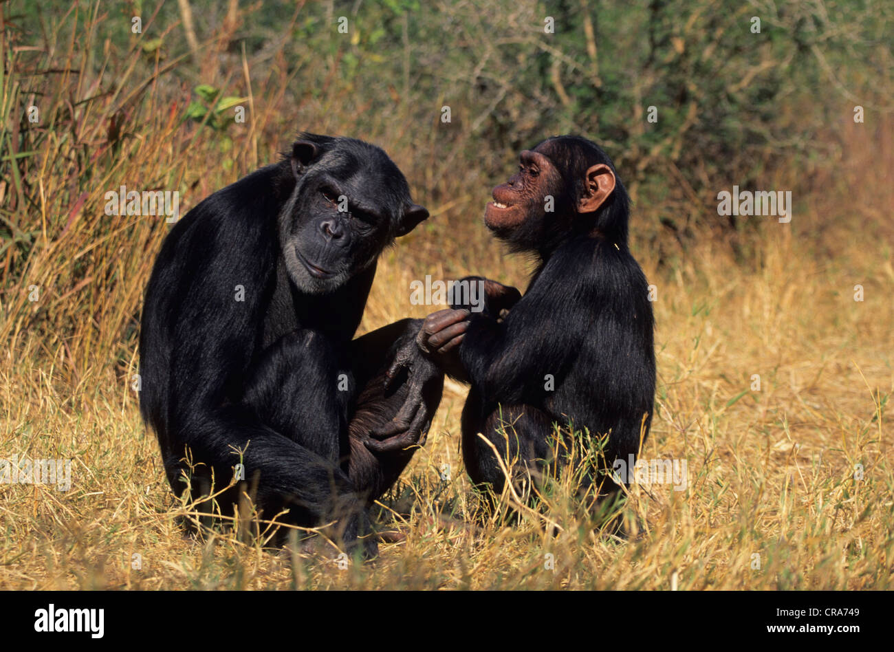 Chimpanzee (Pan troglodytes), Chimfunshi Wildlife Orphanage, Zambia, Africa Stock Photo