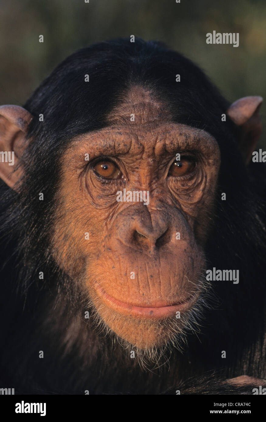 Chimpanzee (Pan troglodytes), Chimfunshi Wildlife Orphanage, Zambia, Africa Stock Photo