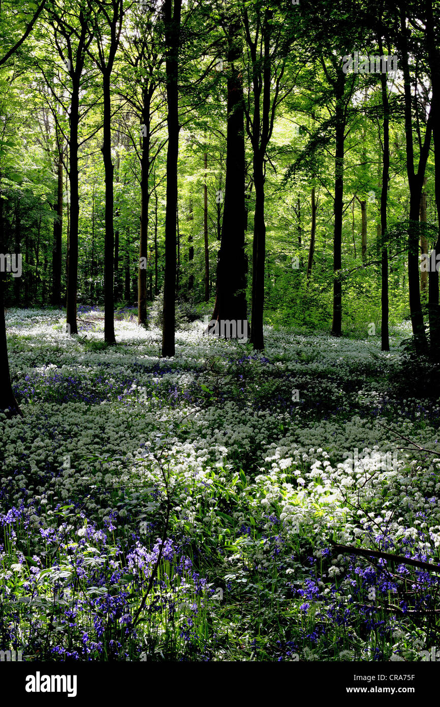 This image of Dalkeith Country Park near Edinburgh, Scotland shows an old woodland with native bluebells and wild garlic. Stock Photo