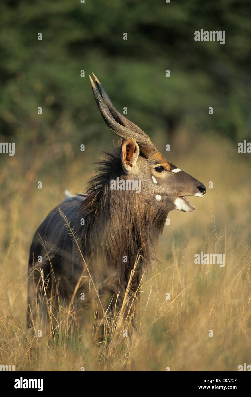 Nyala (Tragelaphus angasii), Kruger National Park, South Africa, Africa Stock Photo