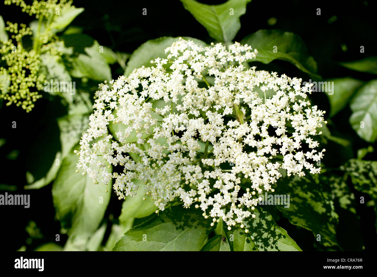Elderberry flower hires stock photography and images Alamy