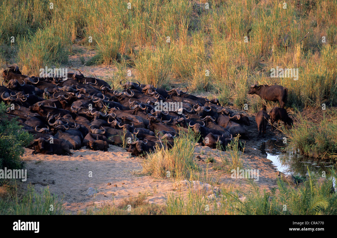 Cape Buffalo (Syncerus caffer), herd at waterhole, Kruger National Park, South Africa, Africa Stock Photo