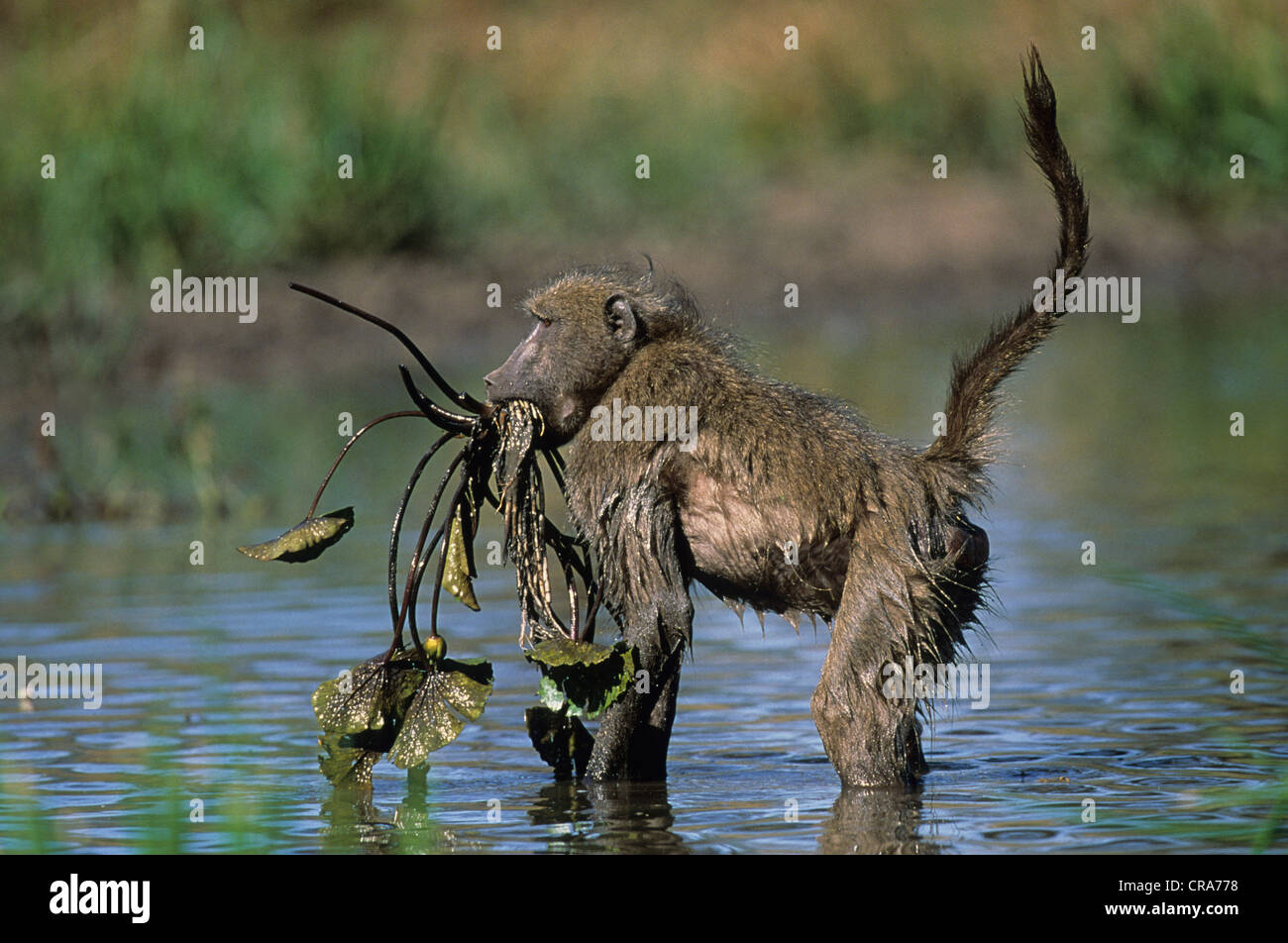 Chacma Baboon (Papio ursinus), eating waterlily tubers, Kruger National Park, South Africa, Africa Stock Photo