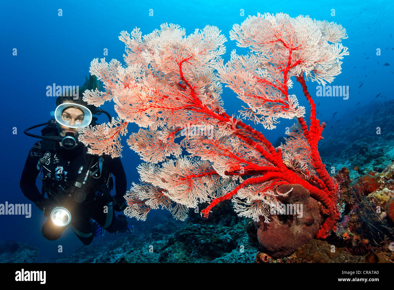 Scuba diver with torch looking at a Melithea Gorgonian Coral (Melithea sp.) at coral reef, Great Barrier Reef Stock Photo