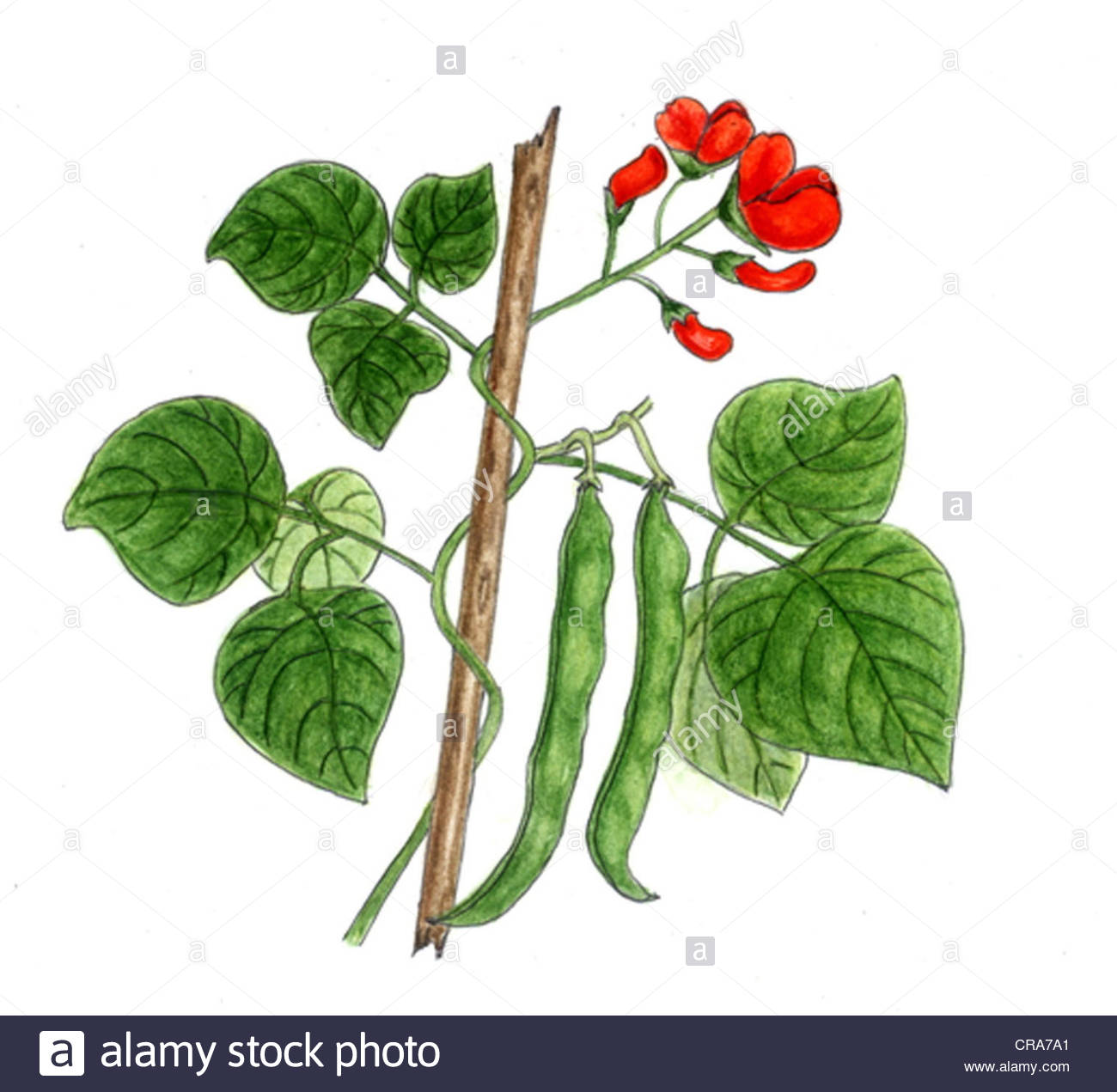 Leguminous Plants Stock Photos & Leguminous Plants Stock Images Alamy