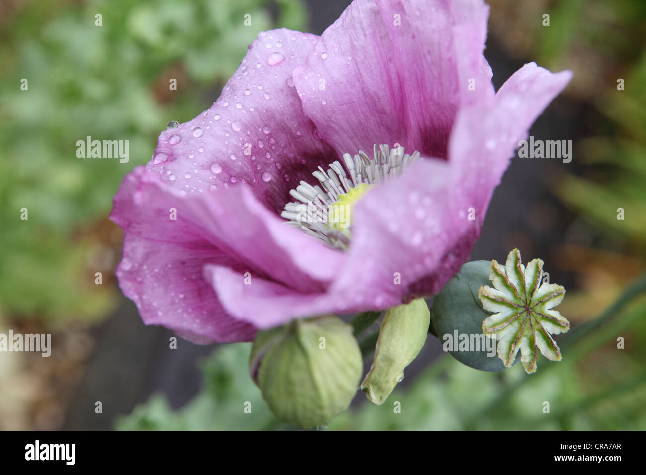 Singular flower bloom hires stock photography and images Alamy