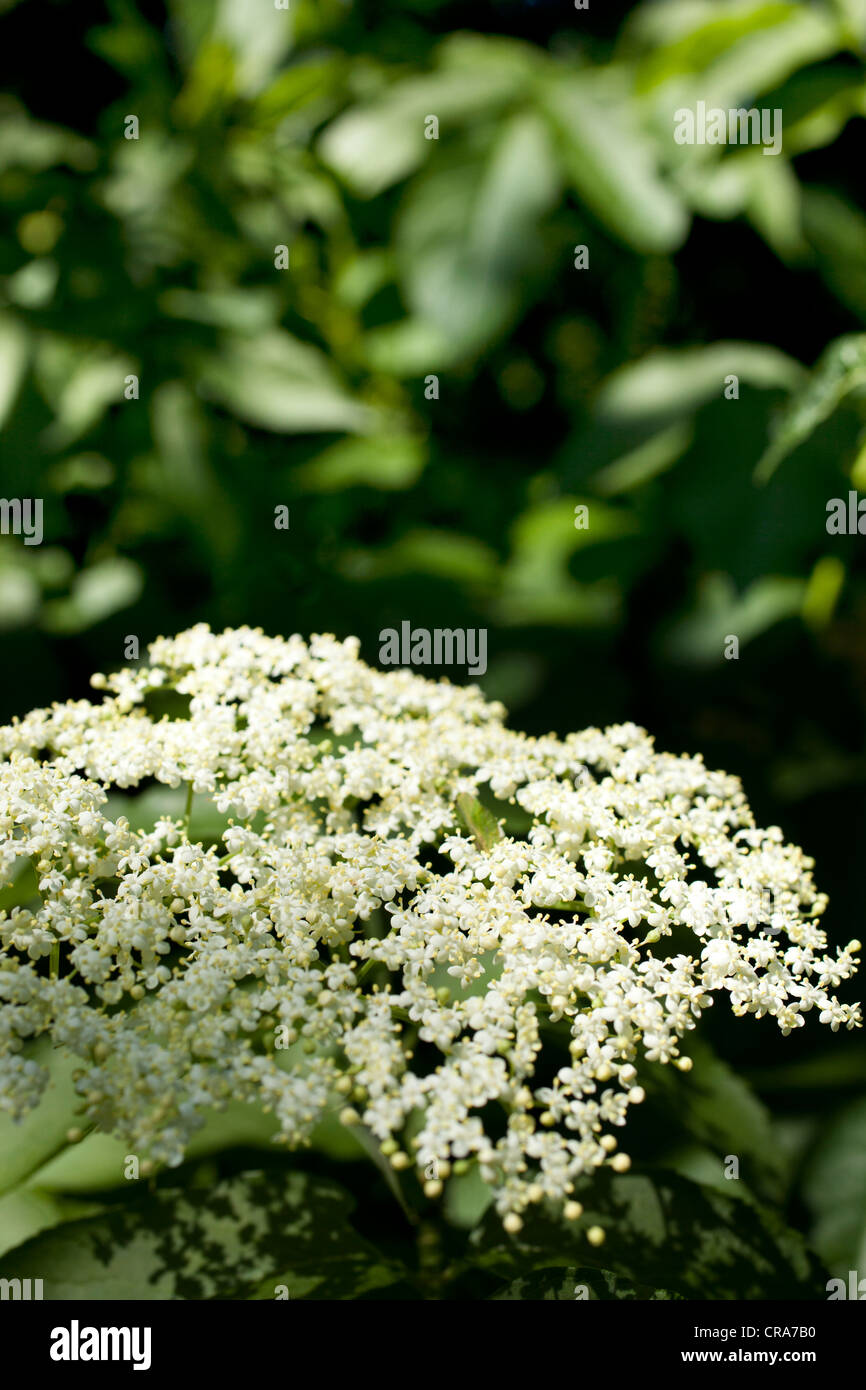Elderberry flower hires stock photography and images Alamy